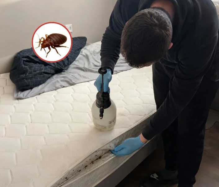 Technicien traitant un matelas contre les punaises de lit à Choisy-le-Roi